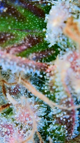 Growreport Bild 6