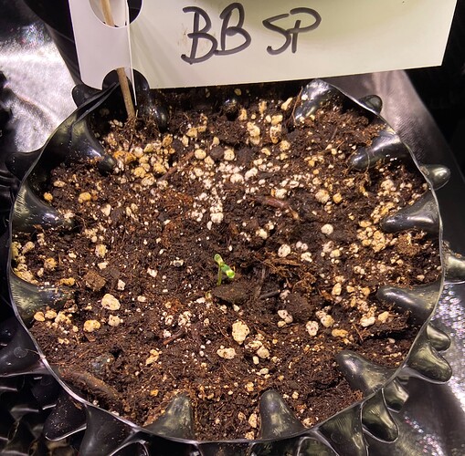 Growreport Bild 10