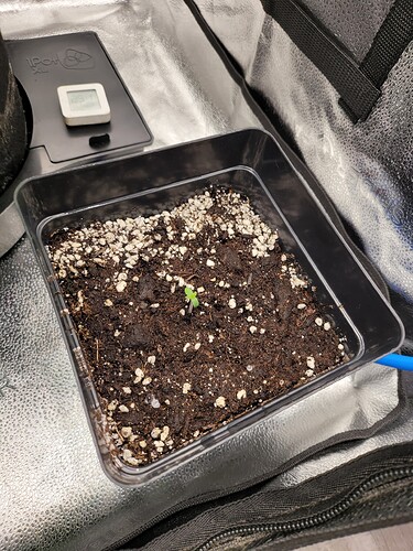 Growreport Bild 2
