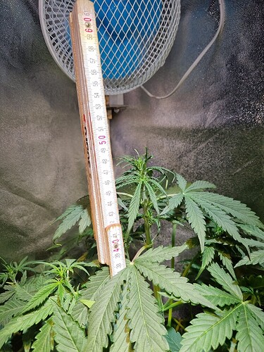 Growreport Bild 6