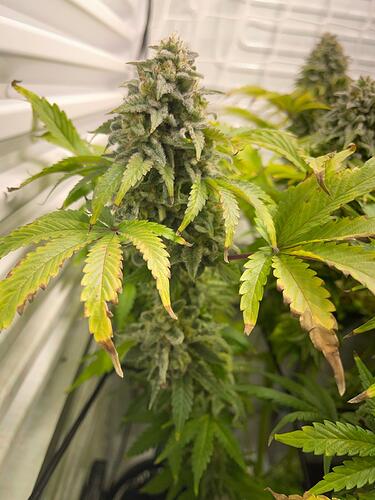 Growreport Bild 13