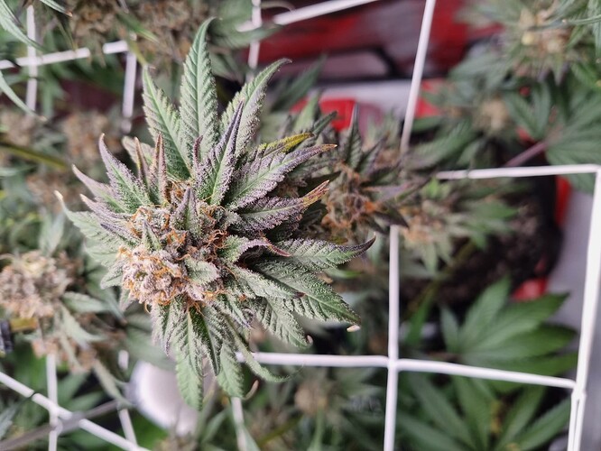 Growreport Bild 11