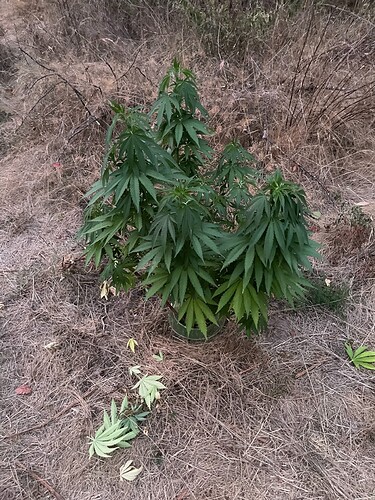 Growreport Bild 1