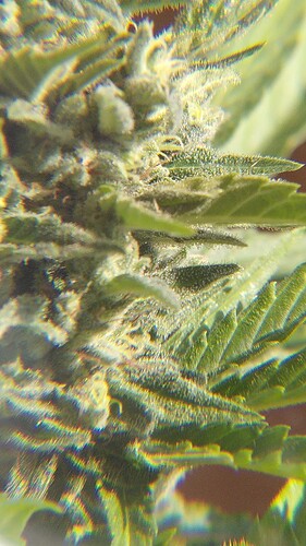 Growreport Bild 16