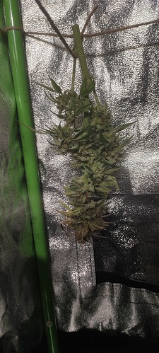 Growreport Bild 8