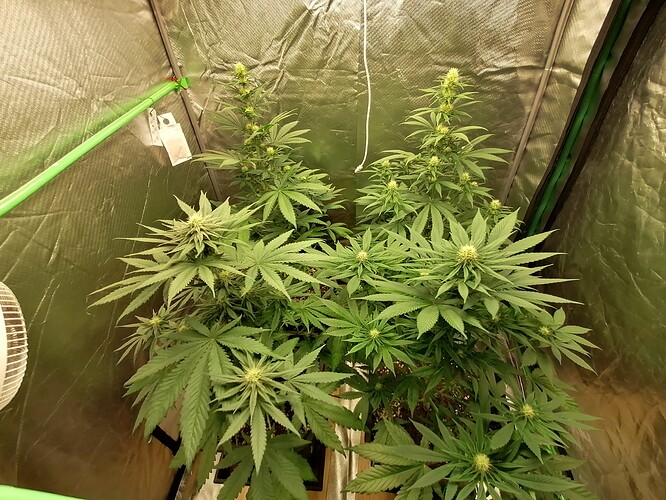 Growreport Bild 13