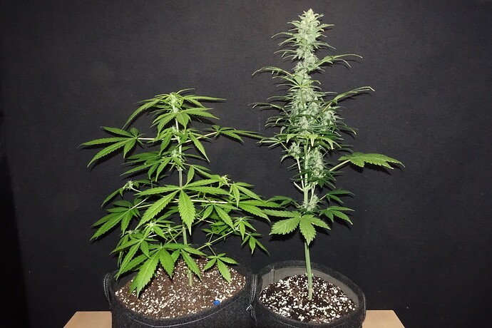 Growreport Bild 3