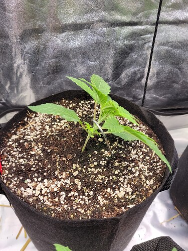 Growreport Bild 8