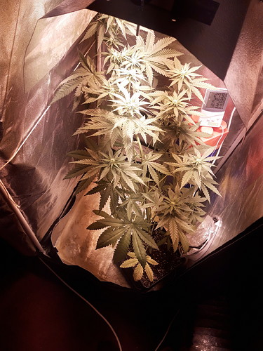 Growreport Bild 6