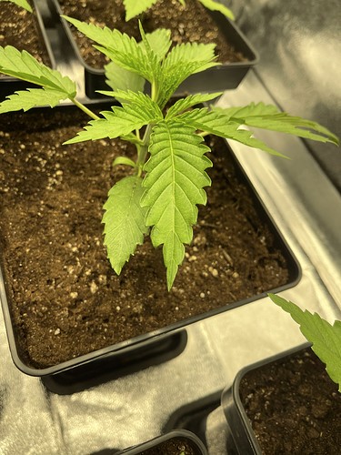 Growreport Bild 9