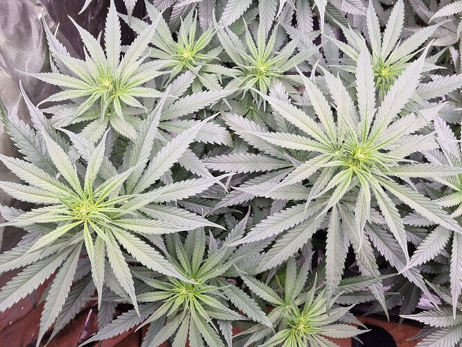 Growreport Bild 11