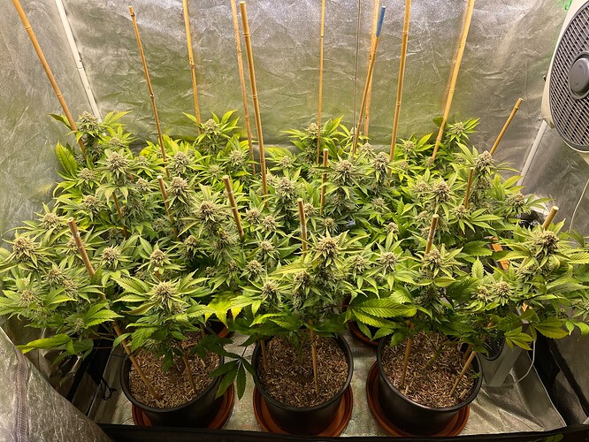 Growreport Bild 1