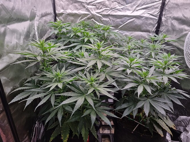 Growreport Bild 8