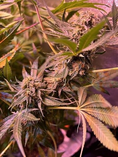 Growreport Bild 16