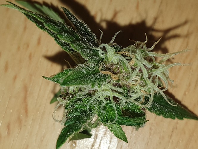 b (3)