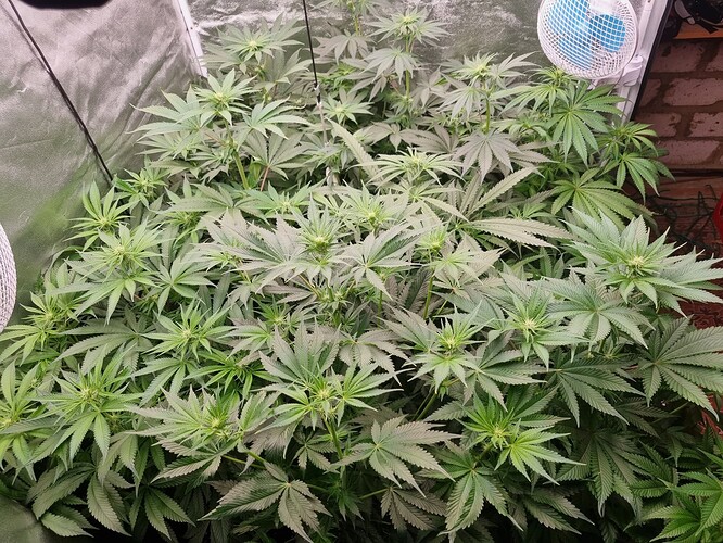 Growreport Bild 40