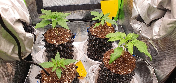 Growreport Bild 41