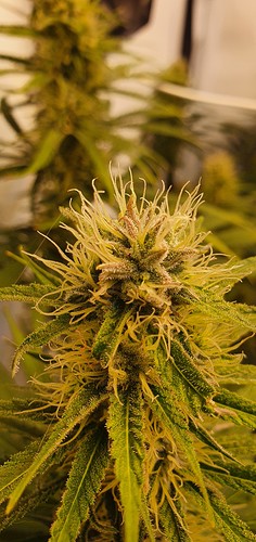 Growreport Bild 12