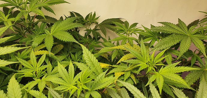 Growreport Bild 3