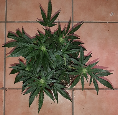 Growreport Bild 8