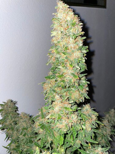 Growreport Bild 12