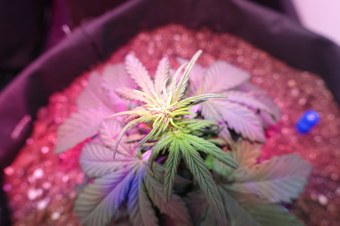 Growreport Bild 5