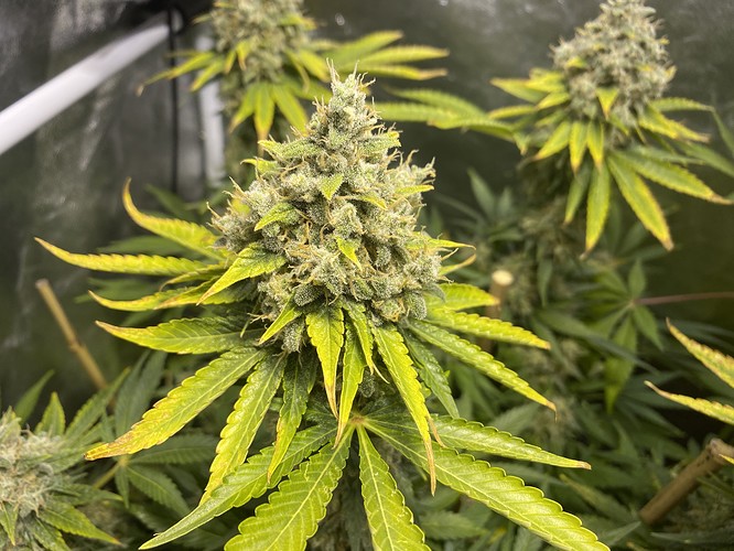 Growreport Bild 13