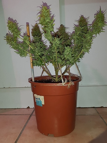 Growreport Bild 1