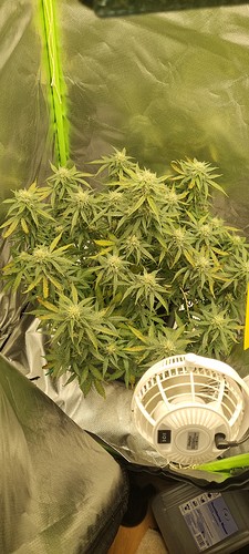 Growreport Bild 23