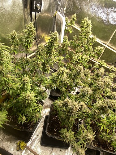 Growreport Bild 7