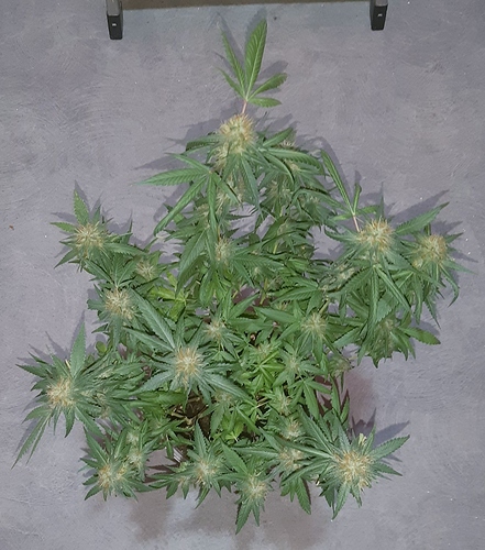 Growreport Bild 2