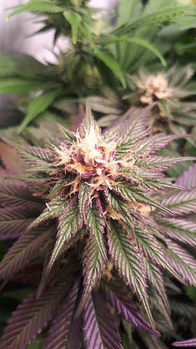 Growreport Bild 6