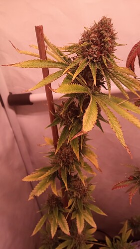 Growreport Bild 11