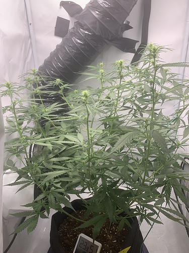 Growreport Bild 12