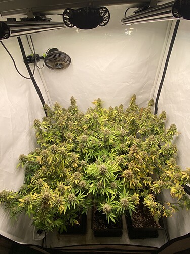 Growreport Bild 1