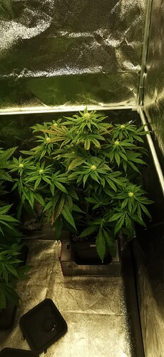 Growreport Bild 27