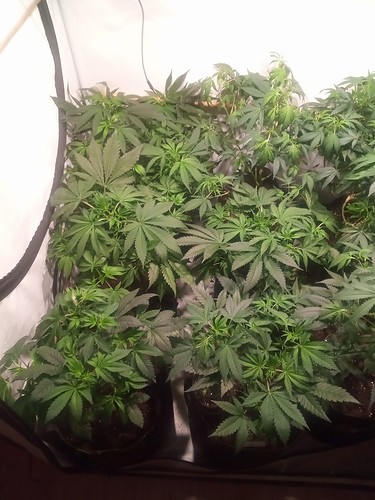 Growreport Bild 20