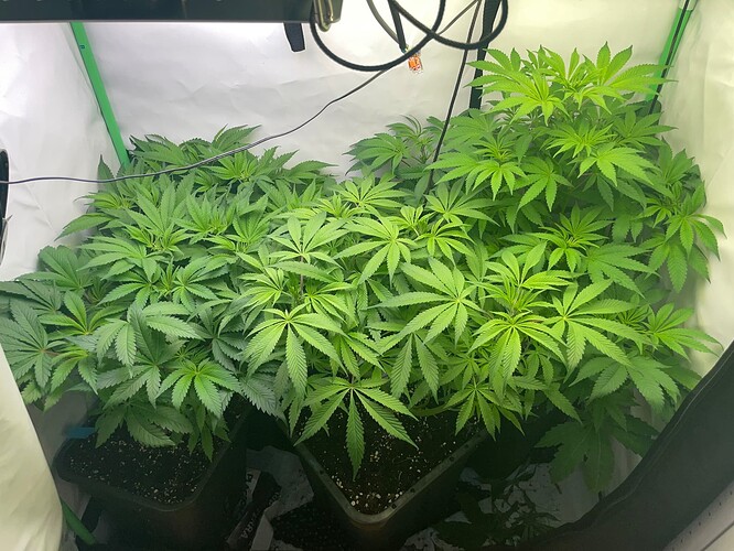 Growreport Bild 2