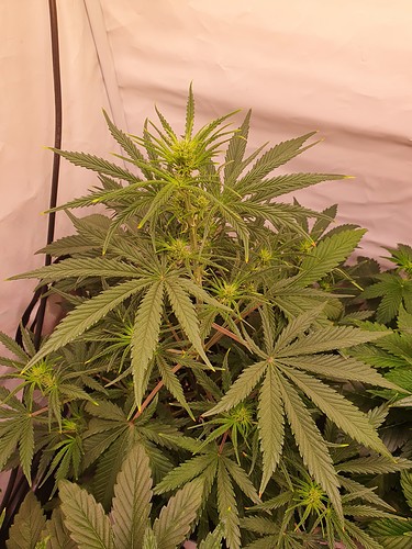 Growreport Bild 6