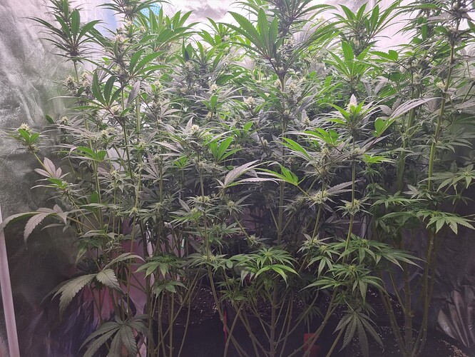 Growreport Bild 31
