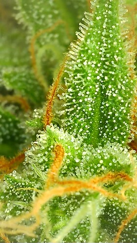 Growreport Bild 10