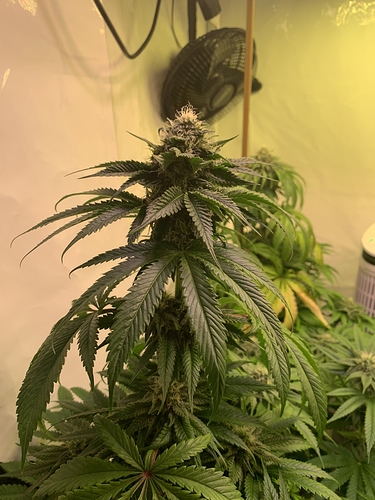 Growreport Bild 4