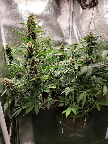 Growreport Bild 2