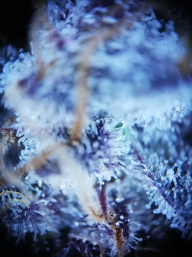 Mimosa_240119-12