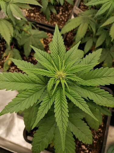 Growreport Bild 4