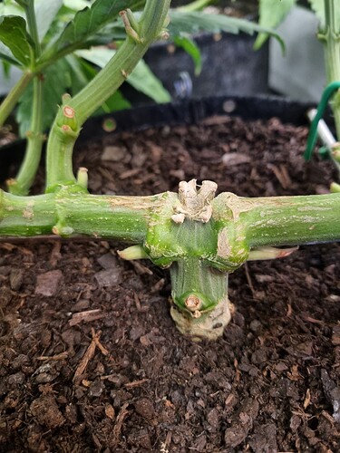 Growreport Bild 20