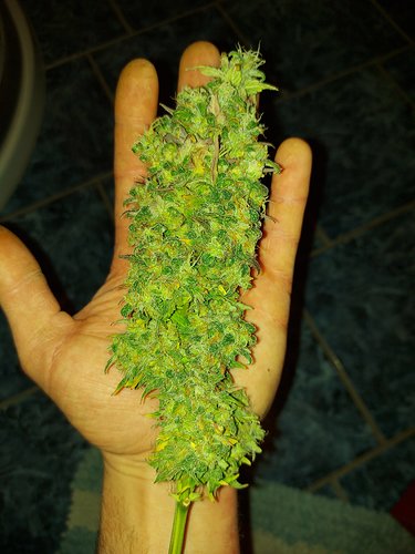 Growreport Bild 10