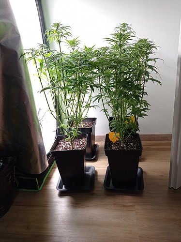 Growreport Bild 3