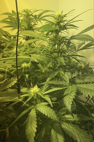 Growreport Bild 27