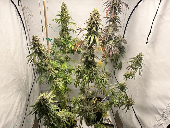 Growreport Bild 16